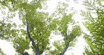Outdoor, trees and sky in park for nature lover or eco friendly, environmental and carbon footprint in Japan. Forest, woods and natural reserve for tourism to relax, break and rest for sustainability
