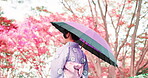 Woman, woods and walking with umbrella of Japan, outdoor holiday and travel to park for view. Female person, traditional clothes and kimono in nature for culture, local fashion and back in forest