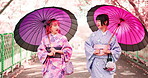Spring, umbrella and kimono with Japanese friends in park for traditional festival, hanami and trees. Cherry blossom, peace and culture with asian people and wagasa for fashion, heritage and yukata