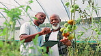 Agriculture, inspection and tablet with people in farm greenhouse for growth of vegetable produce. Checking, collaboration and sustainability with farming team in conversation for tomato harvesting