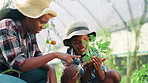 Agriculture, mother and son in farm greenhouse for learning, planting crops or sustainability. Black family, development and farming with parent teaching child how to harvest organic herb growth