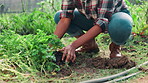 Planting, hands and farmer with plants, agriculture and sustainable business in nature and closeup. Outdoor, entrepreneur and person with crops for farm, environment and fertile soil for produce