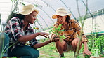 Greenhouse, team and women with plants for agriculture, food production or crop health for harvest. Check soil, farming and vegetables for growth inspection, ecology and happy farmers in discussion