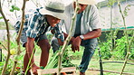 Agriculture, box and father with son in farm greenhouse for sustainability or vegetable harvesting. Black family, crate and farming with parent teaching child how to carry organic seasonal or produce
