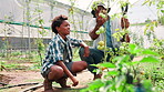Greenhouse, father and child learning agriculture, production and happy African boy check plants. Vegetables, farming and family in hothouse for food growth discussion, teaching or help with tomatoes