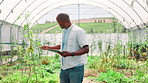 Greenhouse, agriculture and black man with tablet, growth and internet with app for crops inspection. African person, farmer or employee with tech, sustainability and gmo specialist with environment
