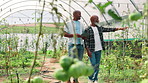 Greenhouse, inspection and men with tablet, vegetables or checking of crops with tech and environment. Agriculture, entrepreneur and black people in sustainable business, talking or quality assurance