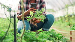 Hands, phone and photograph with woman in farm greenhouse for agriculture, inspection or sustainability. Growth, picture and plant with farmer person comparing crop progress online in countryside