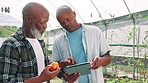 Greenhouse, agriculture and men with tablet, vegetables and inspection of crops with tech and environment. Farmer, entrepreneur and black people in sustainable business, teamwork or quality assurance