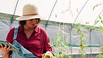 Inspection, farmer and woman with tablet, plants and preparing for harvest with tech and greenhouse. Sustainable business, entrepreneur and monitoring crop health in environment, nutrition and person
