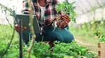 Hands, herb and tablet with woman in farm greenhouse for agriculture, inspection or sustainability. Growth, innovation and plant with farmer person tracking crop progress online in countryside