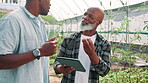 Greenhouse, men and discussion with tablet for farming, harvesting and research for plants information. Black people, farmers and inspection with digital for agriculture, crops growth or conversation
