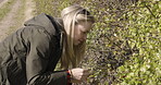 Woman picking blueberries, agriculture and farm in countryside, sustainability and organic fruit harvest. Nature, plant and farmer with fresh product, environment and healthy produce for nutrition