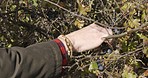 Hand, grape and agriculture with a farmer working outdoor in a vineyard for sustainability or natural growth. Nature, wine farm and agricultural with a person at work picking grapes from the vine