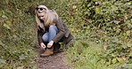 Woman, mountain hike and shoes tie of a person on a nature path walking for wellness. Dirt trail, fitness and young person with freedom and travel outdoor feeling calm and relax from green plants