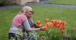 Woman with boy working in garden or backyard with grandmother. Senior woman and child with plants for sustainability, love and nature with family outdoor, gardening flowers  at home