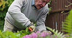 Senior man, gardening and secateurs for plants, gloves and hobby for retirement, yard or gardener. House, nature and outdoor for agriculture, growth and free time for home improvement or maintenance