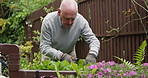 Gardening, spring and senior man with flowers for fresh air, wellness and relax outdoors. Retirement, hobby and elderly person in natural backyard with floral plants for garden, landscaping and fun