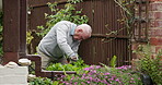 Old man, gardening and secateurs for plants, gloves and hobby for retirement, yard or gardener. House, nature and outdoor for agriculture, growth and free time for home improvement or maintenance