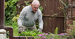 Senior man, garden and cutting plants for natural growth, bushes and trim in outdoor hobby at home. Elderly male person in cleaning or gardening flowers or greenery for zen, peace or nature at house