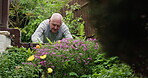 Senior man, garden and gardening for plants, gloves and hobby for retirement, yard or gardener. House, nature and outdoor for agriculture, growth and free time for home improvement or maintenance