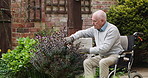 Nature, gardening and elderly man in a wheelchair checking growth development of plants at home. Hobby, retirement and senior male person with disability working on lavender in his outdoor backyard.