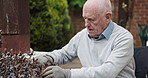 Gardening, wheelchair and senior man with flowers outdoors for fresh air, wellness and hobby. Retirement, relax and elderly person with disability in backyard with floral plants for landscaping