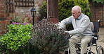 Gardening, senior man and wheelchair outdoor of a home with agriculture and retirement in backyard. Plant, house and elderly male person with a disability in nature with gardener and scissor at bush