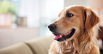 Dog, relax and golden retriever on sofa in home as domestic companion or pet thinking in apartment. Animal, living room and canine waiting on couch for comfort, rest and breathing with peace or calm