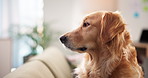 Dog, relax and pet thinking in home as domestic companion or profile of golden retriever on sofa. Animal, living room and canine waiting on couch for comfort, rest and reflection with peace or calm