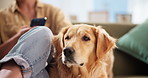 Hands, dog or woman with phone in home for pet insurance, social media post or adoption. Relax, animal rescue and person with labrador or mobile for foster care, online search and app subscription