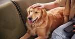 Petting, dog and person with smartphone, home and affection for emotional support animal and lounge. House, comfortable and owner with love for golden retriever, hands and care for pet in living room