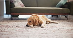 Relax, cute and dog on carpet in home with calm, peace or loyalty on floor for resting. Comfortable, animal and sweet golden retriever puppy with adoption for companion in living room at house.