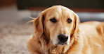 Relax, cute and dog on floor in home with calm, peace or loyalty on carpet for resting. Comfortable, animal and portrait of golden retriever puppy with adoption for companion in living room at house.