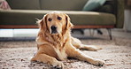 Relax, floor and peace with dog at home in lounge for resting, animal care and comfortable. Break, calm and pet with golden retriever on carpet of living room of house for canine, cute and cozy