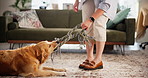Tug, toy and woman with dog in home for training, bonding or connection with adoption. Playing, bite and female person having fun with golden retriever puppy, pet or animal in living room at house.