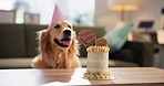 Cake, birthday and dog with hat in home, snack and present with celebration, growth or party in living room. Animal, pet and labrador with dessert, nutrition or diet with event for milestone in house