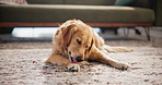Relax, sweet and dog on floor in home with calm, peace or loyalty on carpet for resting. Comfortable, animal and lazy golden retriever puppy licking paw with adoption in living room at house.