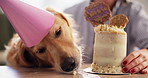 Dog, birthday cake and person in home, eating and present with celebration, growth and party in living room. Animal, pet and labrador with dessert, nutrition or diet with event for milestone in house