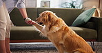 Owner, paw or training dog with treats for handshake trick, behavior reward or domestic companion. Foster, person or golden retriever in home with bonding, pet care and obedient with learning command