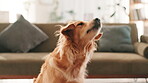 Food, treat and cute with dog at house for eating, animal adoption and canine companion. Resting, fluffy and pet care with golden retriever in living room at home for nutrition, puppy and reward