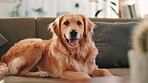 Relax, breathing and cute with dog on sofa for comfortable, animal adoption and canine companion. Resting, fluffy and pet care with golden retriever  in living room at home for calm, puppy and cozy