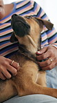 Home, person and love for dog, affection and owner with care for companion, bonding or domestic animal. Together, petting and rescue puppy with loyalty in house, relax or canine for emotional support