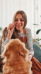 Sofa, woman and dog with treat for training, learning new trick or bonding together with playing. Home, animal and golden retriever with female person for feeding, pet snack or reward for development