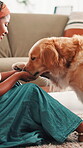 Training, paw and treat with woman and dog for teaching trick, animal adoption and support. Love, learning and foster care with person and golden retriever pet at home for loyalty, food and bonding