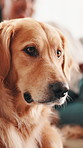 Fur, calm and dog in home, relax and rescue animal with owner in living room, comfortable and break. House, domestic pet and companion with person in lounge, cozy and golden retriever with loyalty