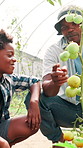 Farmer, check and child learning with vegetables, plants and harvest for greenhouse sustainability. Kid, black family or dad teaching for growth inspection of crops, tomatoes or garden in environment