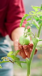Greenhouse, check and hands of farmer with vegetables, plants and harvest for sustainability. Business, entrepreneur and closeup for growth inspection of crops, tomatoes and garden in environment