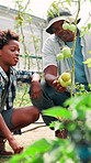 Farming, dad and child learning with vegetables, plants and harvest for greenhouse sustainability. Kid, black family or dad teaching for growth inspection of crops, tomatoes or garden in environment