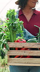 Hands, basket and harvest at greenhouse, farming and happy for vegetables, results and growth. Farmer, person and smile with wood container for organic produce with agriculture at small business